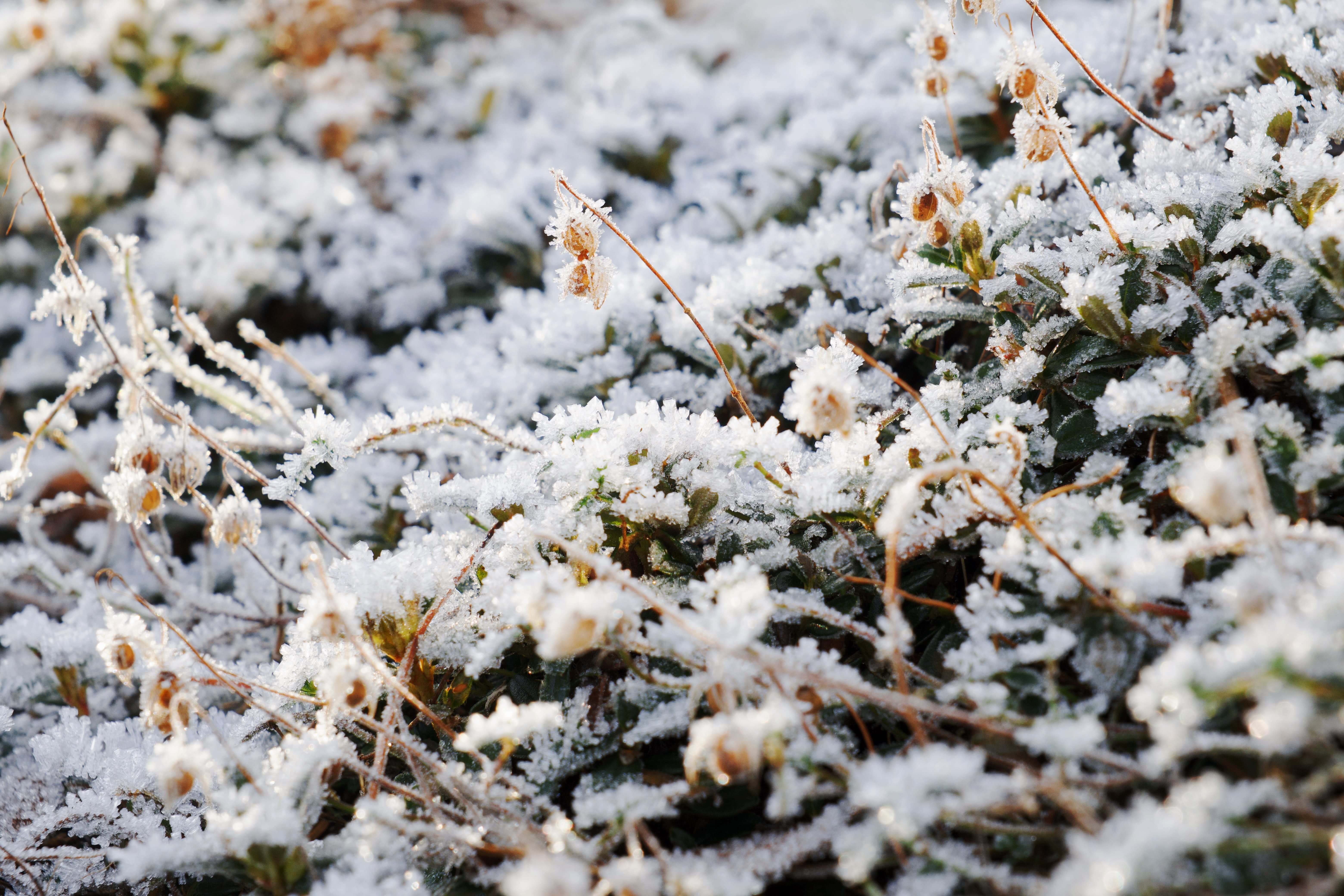 Frosted plant in Royal Botanic Garden Edinburgh