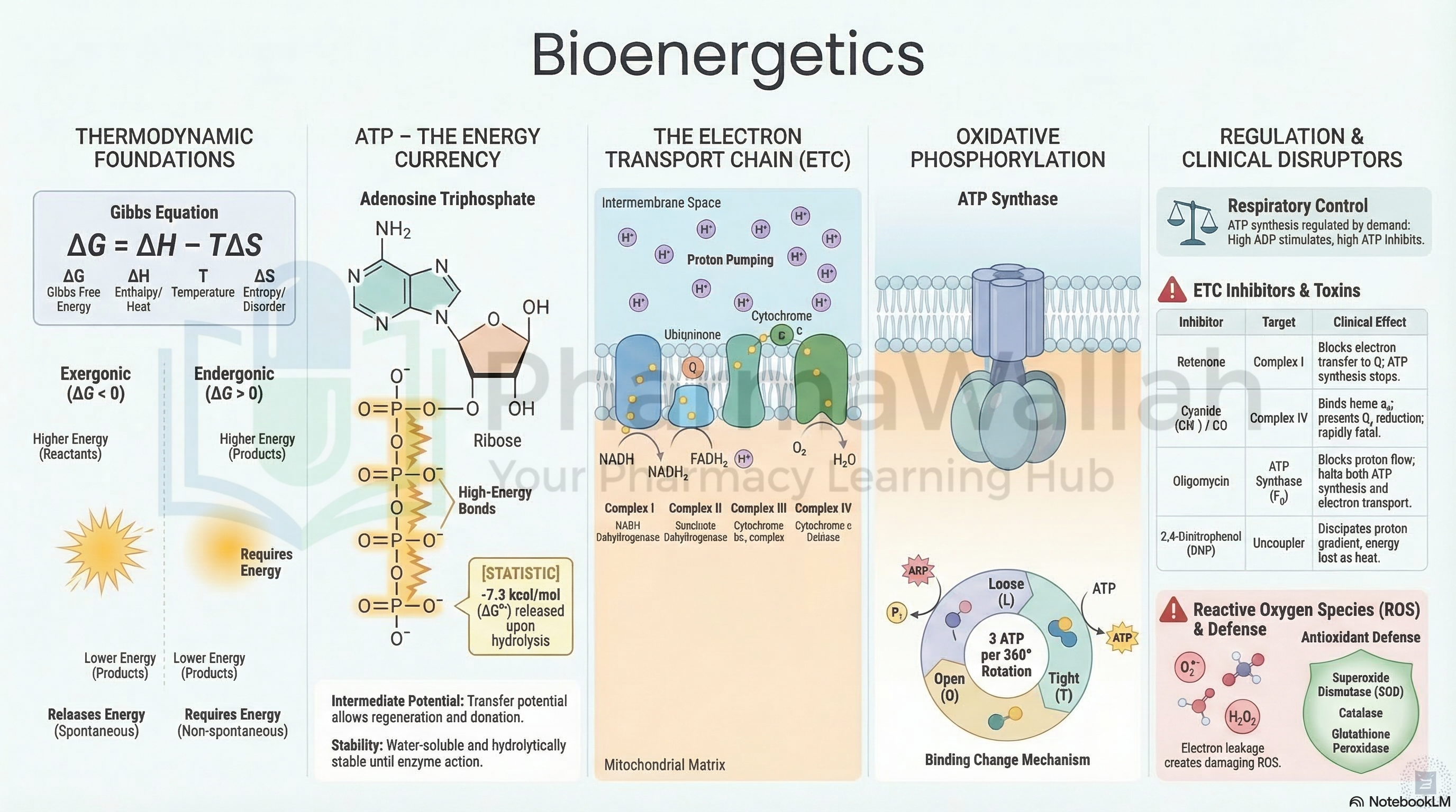 Unit 3: Bioenergetics