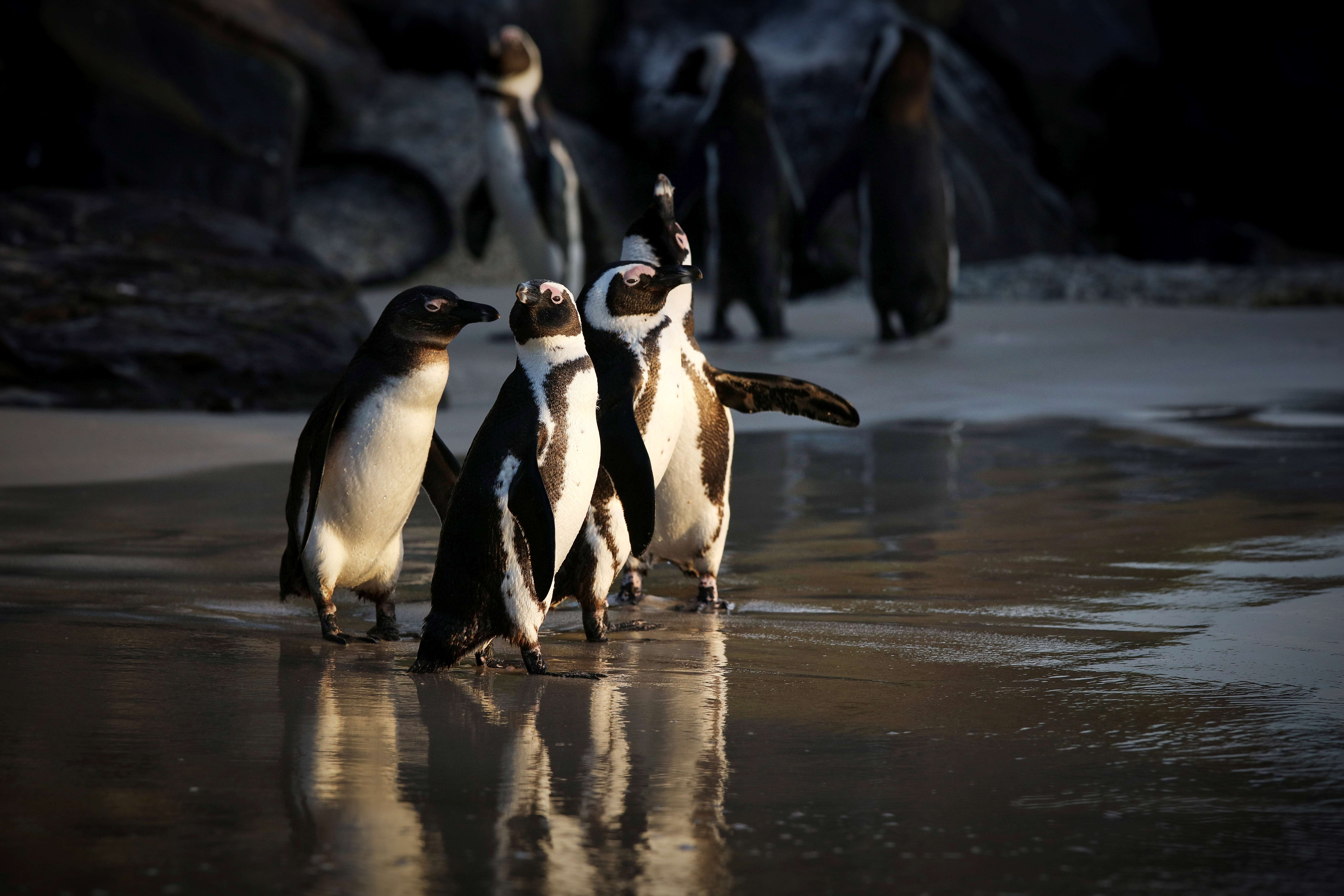 African Penguins