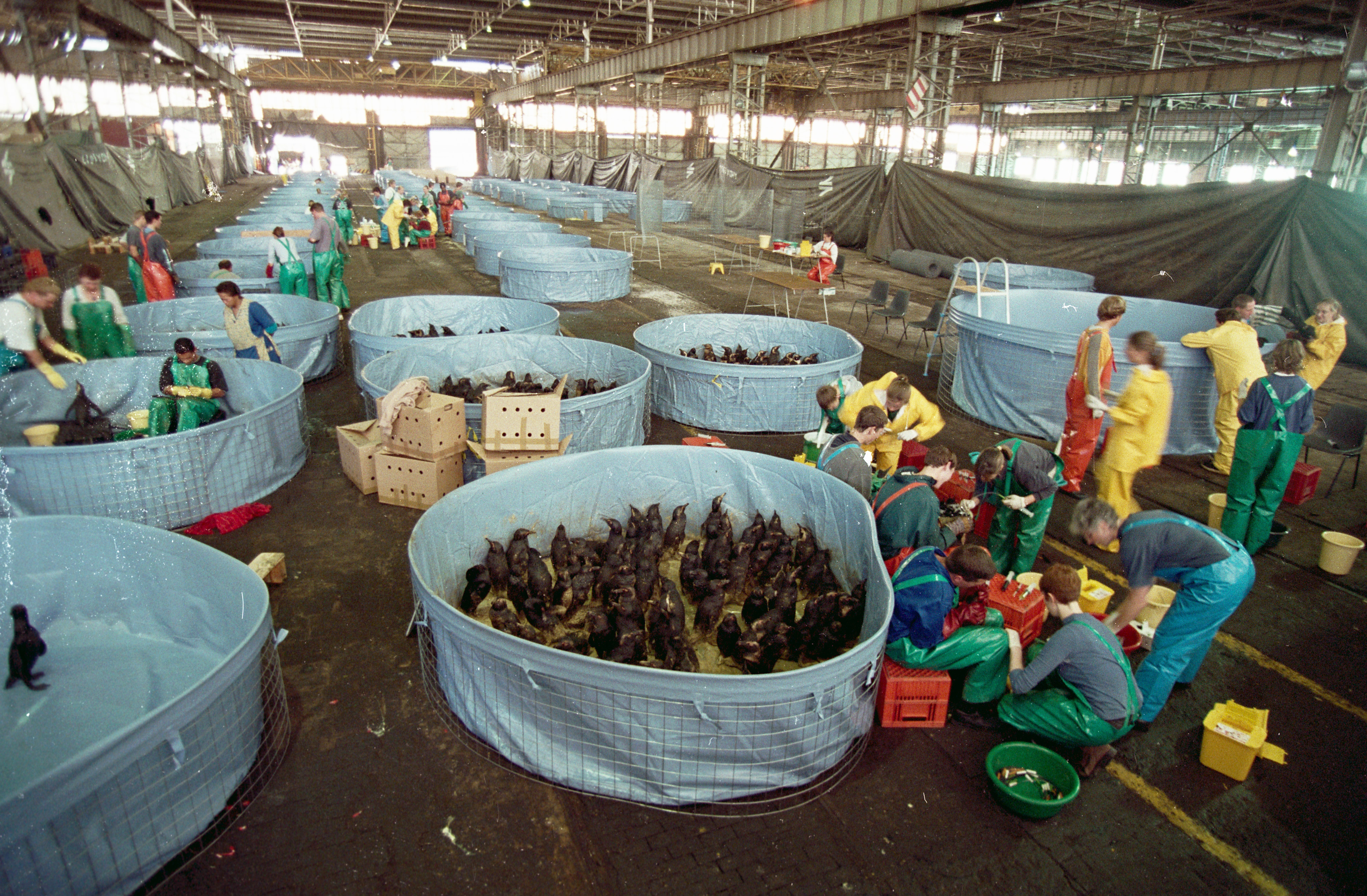 Bird rehabilitation following MV Treasure incident