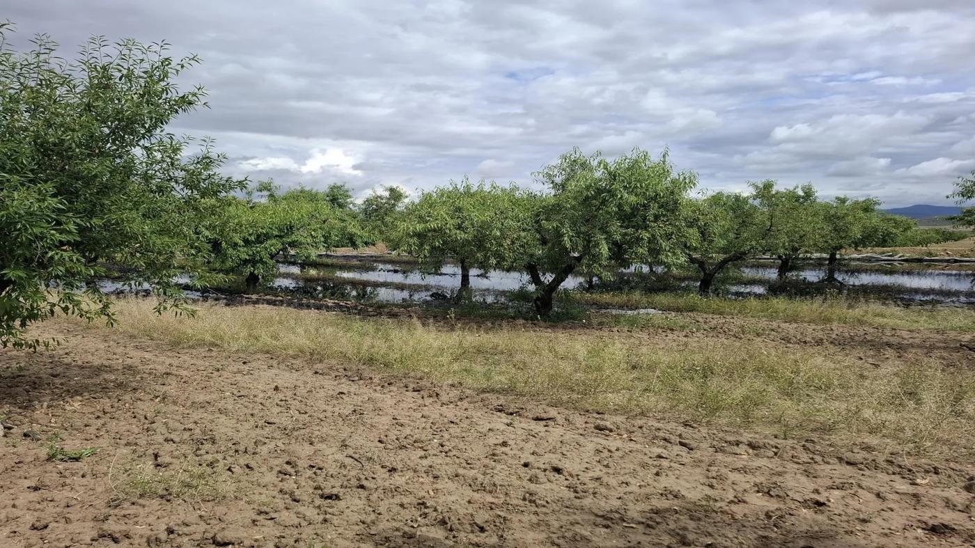 Rows of almond trees stand in partially flooded soil where oil has spread following a pipeline leak. The scene shows the extent of contamination within the cultivated area under a broken sky.