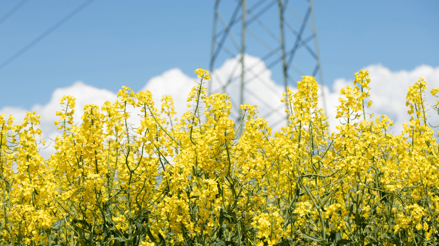 A lush field of rapeseed flowers stretches across the foreground, their bright yellow petals illuminated by sunlight. The clear blue sky is dotted with fluffy white clouds, creating a striking contrast against the golden hues of the plants. In the background, a towering electricity pylon stands, highlighting the intersection of agriculture and energy infrastructure. This image represents the role of rapeseed in biofuel production and sustainable energy solutions.