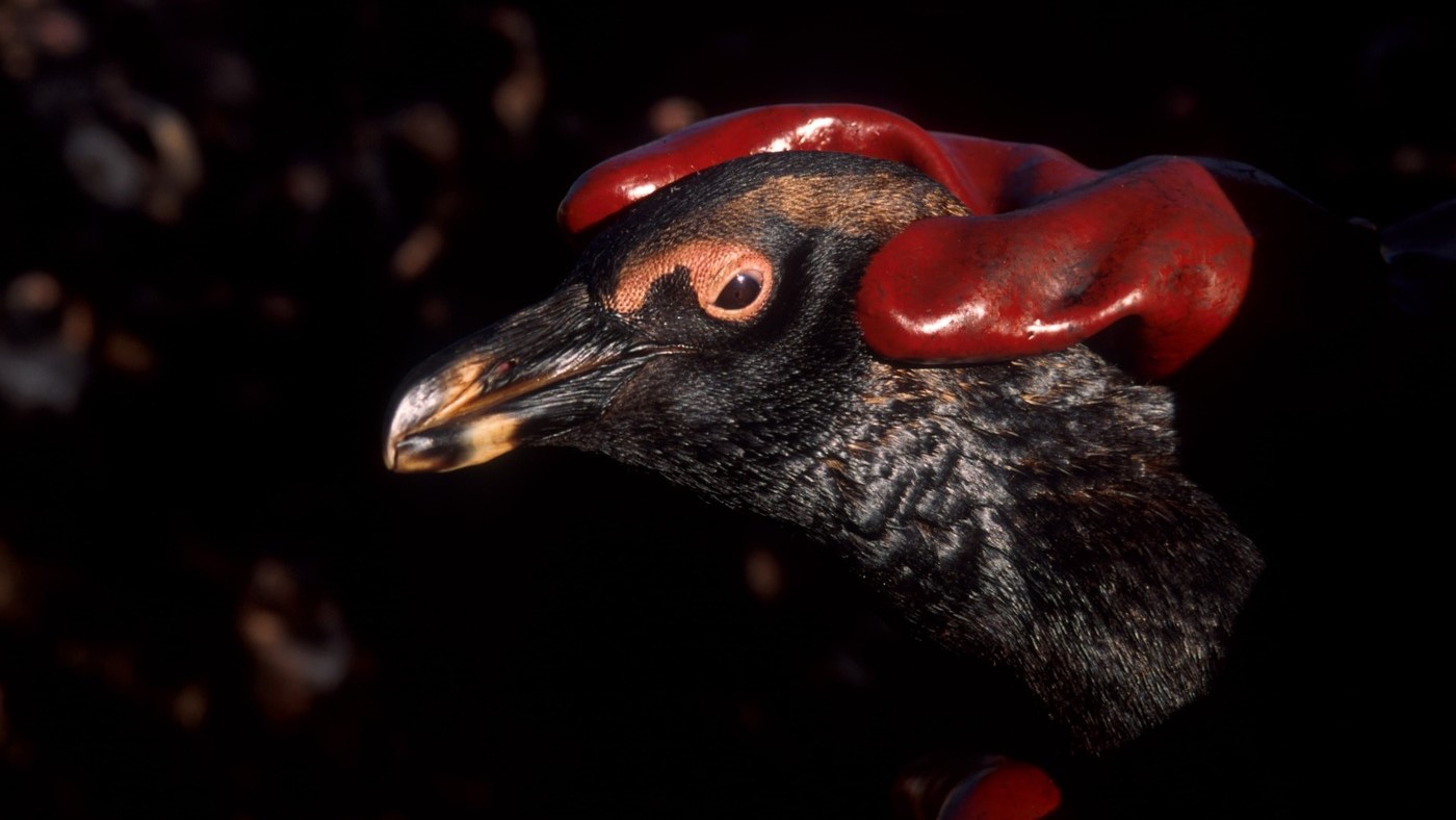 A detailed close-up of an African penguin covered in thick black oil, its feathers matted and its natural markings obscured. A rescuer wearing red protective gloves carefully holds the bird’s head, likely preparing it for cleaning and rehabilitation. The dark background contrasts sharply with the penguin’s damaged appearance, highlighting the impact of the oil spill on wildlife.