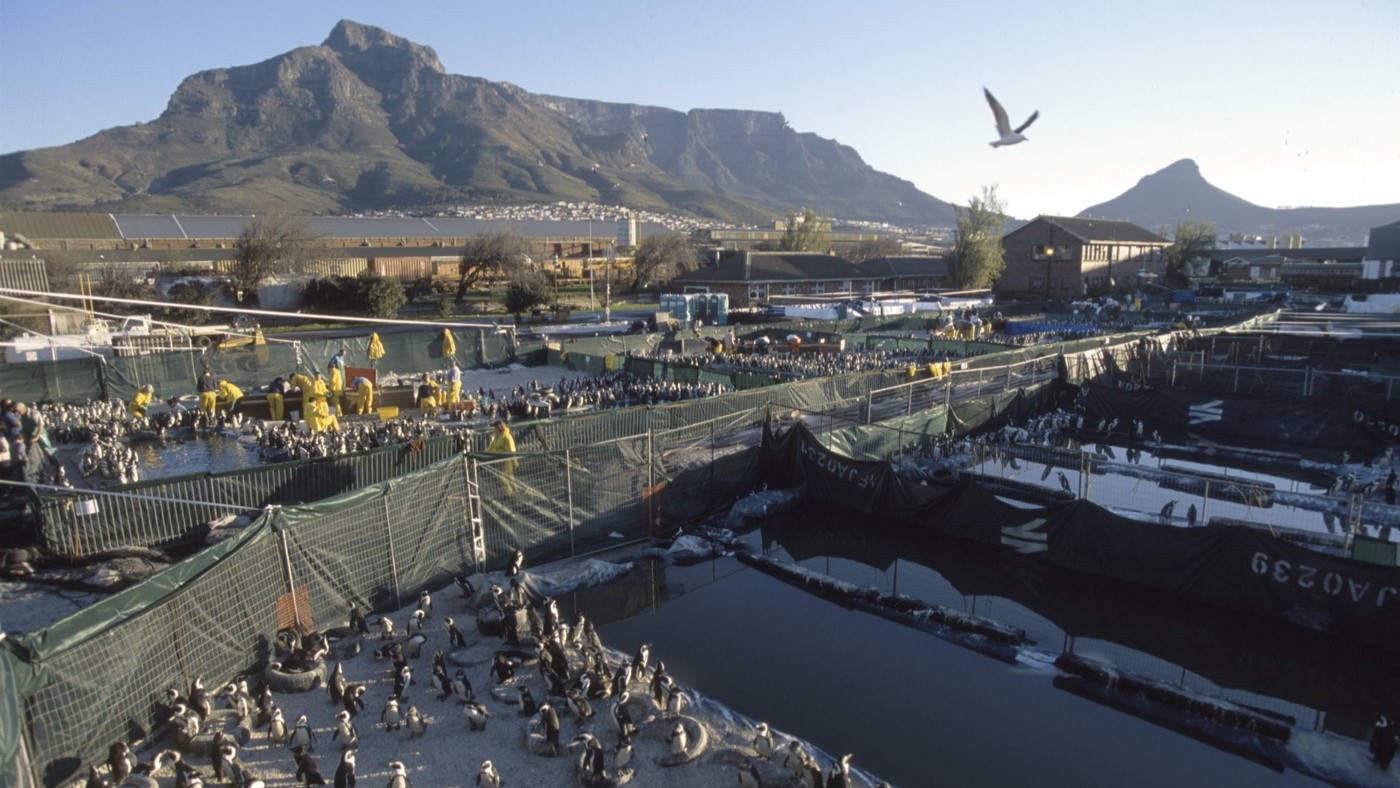 A large-scale rescue operation for African penguins affected by an oil spill. The outdoor facility is filled with fenced enclosures and pools containing hundreds of penguins. Workers in yellow protective suits are seen handling and treating the birds. The backdrop features mountains, buildings, and a clear sky, indicating an urban or semi-rural setting.