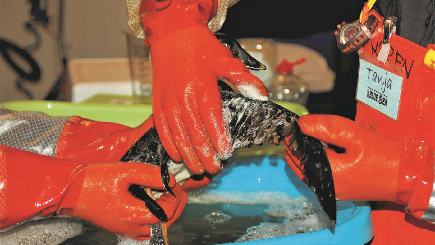 This close-up image shows a pair of hands clad in protective red gloves gently holding an oiled bird during a cleaning process. The bird's feathers are visibly covered with oil. The cleaning is taking place in a controlled environment, with soap suds and water aiding in the removal of contaminants.