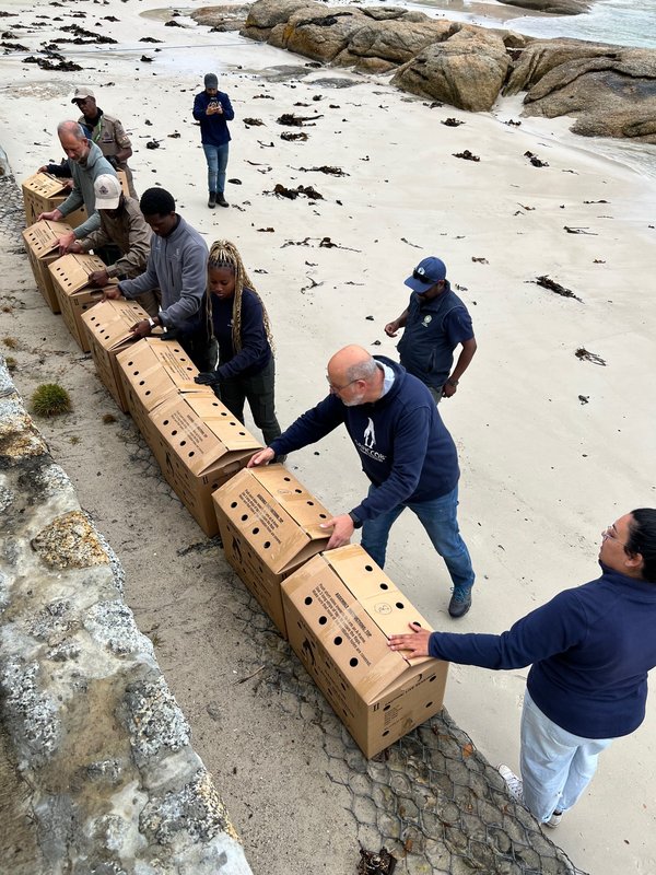 Wildlife responders preparing to release rehabilitated African penguins on a Cape Town beach during EOW 2025