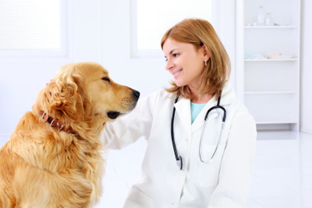 Quel budget santé pour mon animal ? - Otherwise