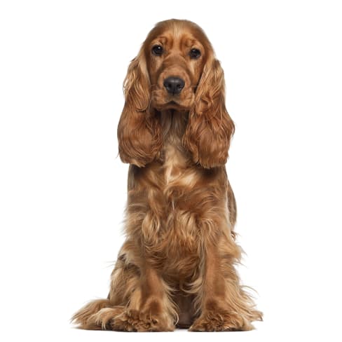 Cocker Anglais Conseil Entretien Alimentation Et Prix Otherwise