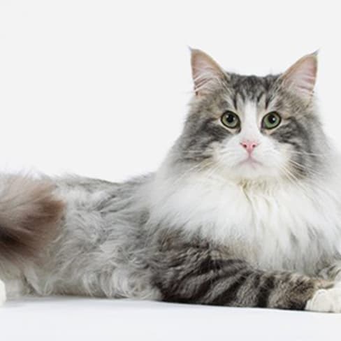 Skogkatt Conseil Entretien Alimentation Et Prix Otherwise