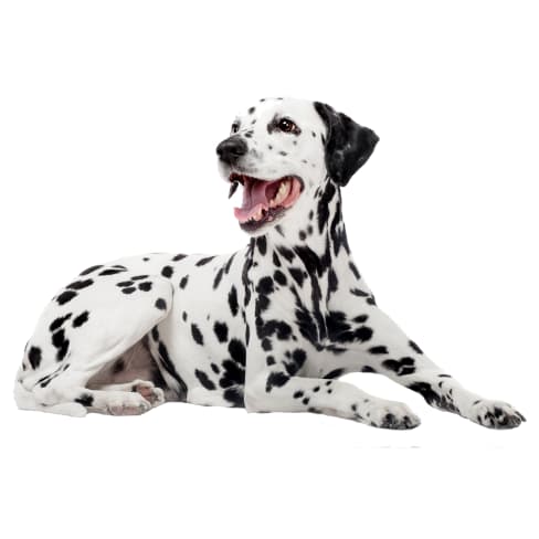 Dalmatien Conseil Entretien Alimentation Et Prix Otherwise