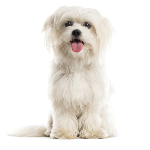 Bichon Maltais Conseil Entretien Alimentation Et Prix Otherwise