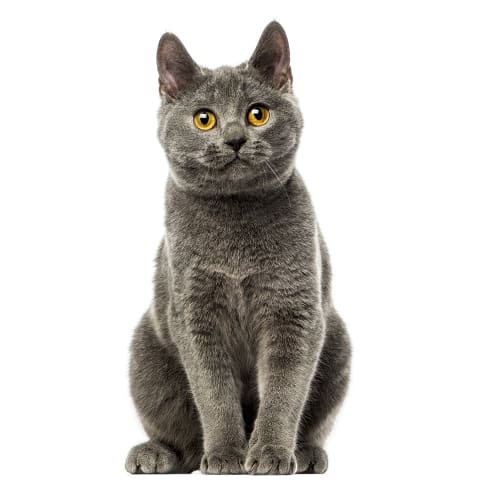 Chartreux Conseil Entretien Alimentation Et Prix Otherwise