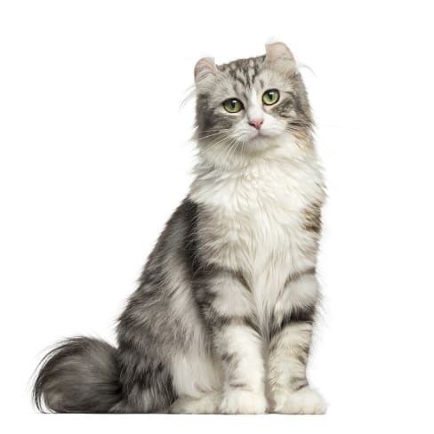 Se Raser Un Service Telex Chat Oreille Ronde Voyage Ecoutez Poison
