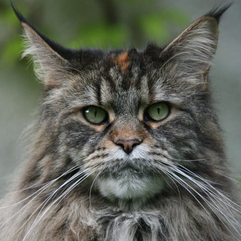 Maine Coon Conseil Entretien Alimentation Et Prix Otherwise