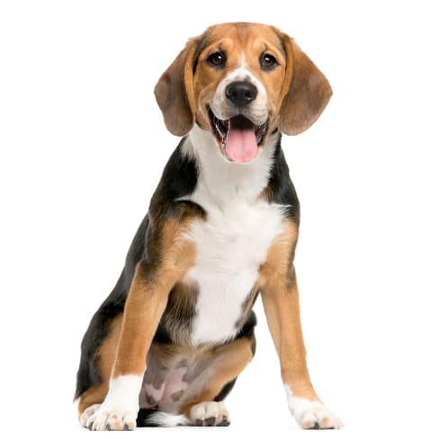 Beagle : Conseil, entretien, alimentation et prix - Otherwise