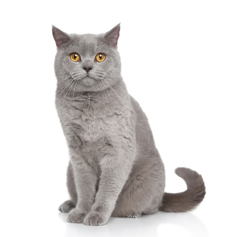 British Shorthair Conseil Entretien Alimentation Et Prix Otherwise