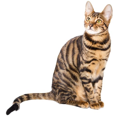 Toyger Conseil Entretien Alimentation Et Prix Otherwise