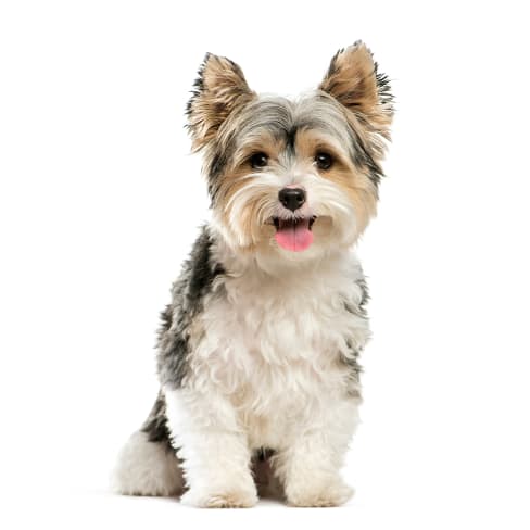 Yorkshire Terrier Conseil Entretien Alimentation Et Prix Otherwise