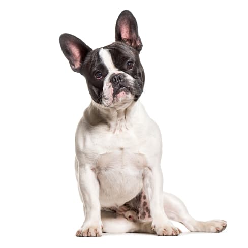 Bouledogue Francais Conseil Entretien Alimentation Et Prix Otherwise