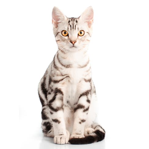 American Shorthair Conseil Entretien Alimentation Et Prix Otherwise