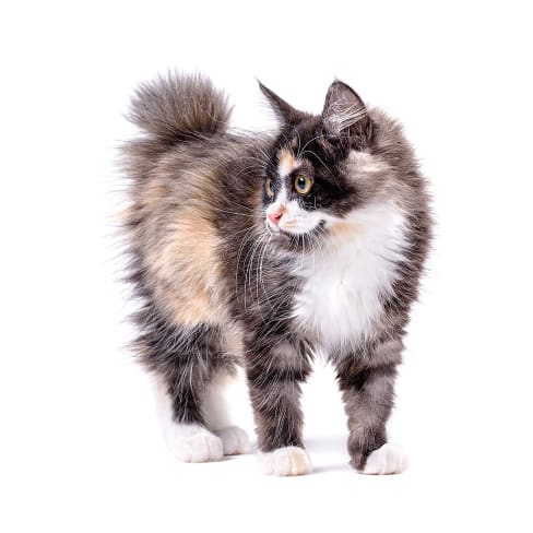 American Bobtail Conseil Entretien Alimentation Et Prix Otherwise