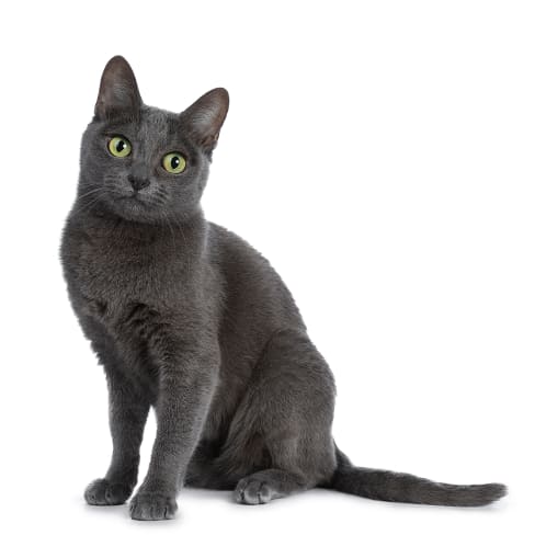 Korat Conseil Entretien Alimentation Et Prix Otherwise