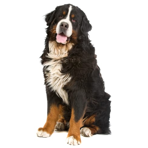 Bouvier Bernois Conseil Entretien Alimentation Et Prix Otherwise