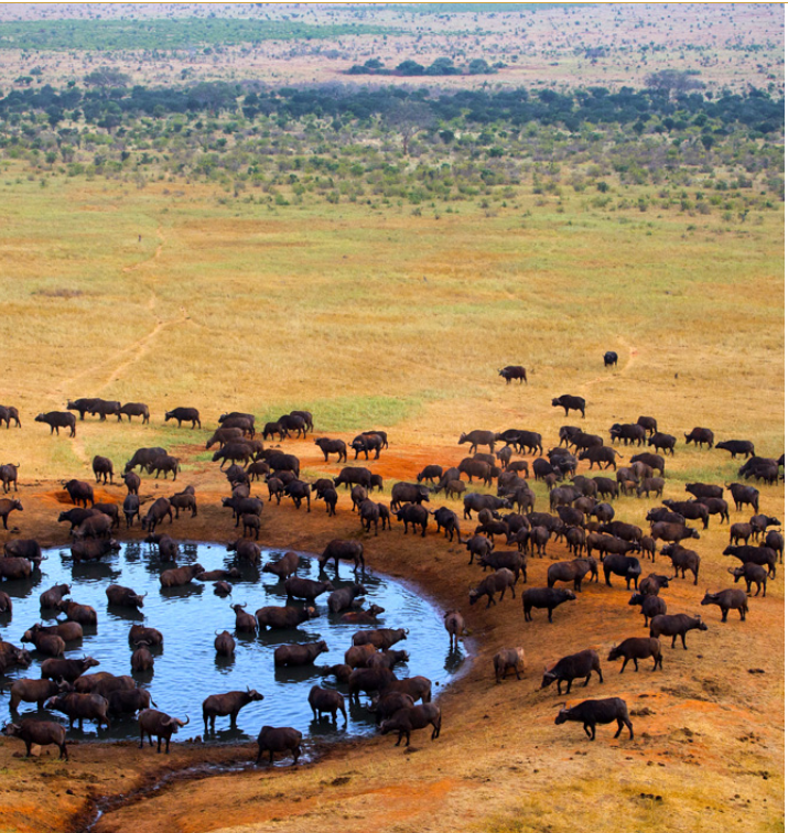 Southcoast Kisite & Shimoni Scenic Flight