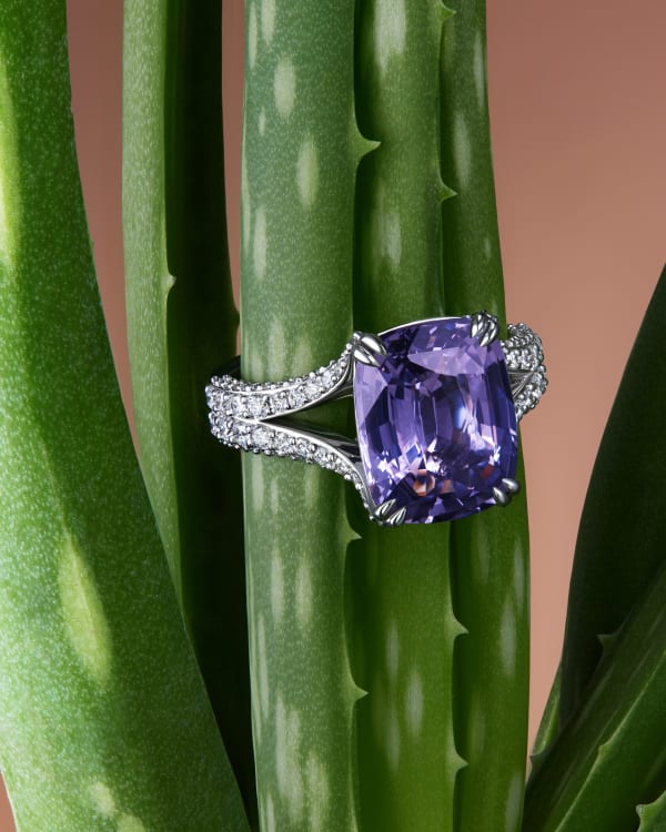 An amethyst ring resting between the leaves of an aloe plant.