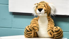 Ridley College Summer Programmes, Where in the World is Hank the Tiger? - Intermediate