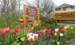 Halton Waldorf School - The spring bulbs at our entrance were planted by the students. 