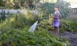 Halton Waldorf School - The vegetable garden is maintained by the grade three class as part of their farm and agriculture studies. 