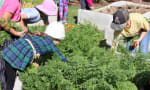 Calgary Waldorf School - Campus1 