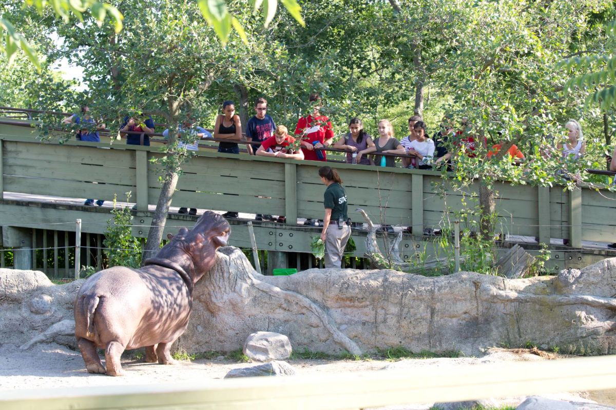 Toronto Zoo Serengeti Bush Camp Toronto Overnight Camp Ourkids Net