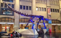Royal Ontario Museum Kids (ROMKids)