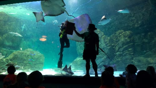 Ripley’s Aquarium of Canada Day Camps, Summer Camp