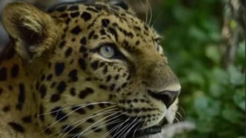 Safari Zoo Camp, Kids Camp