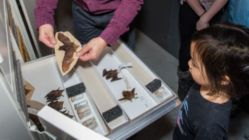 Royal Ontario Museum Kids (ROMKids), Fall Saturday Club (Afternoon): High Tides