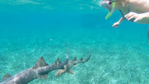 Global Leadership Adventures , Belize: Marine & Manatee Conservation