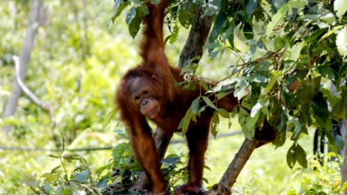 Global Leadership Adventures , Sumatra: Orangutan & Conservation Expedition