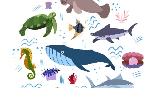 Empower Learning Centre, Ocean & Animal Explorers