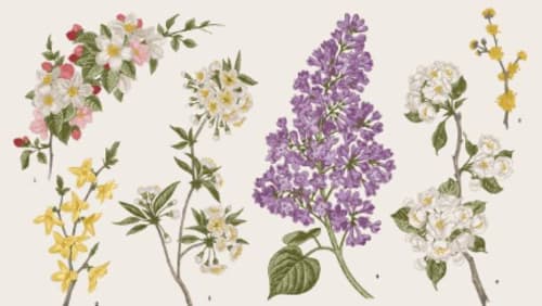 Ottawa School of Art, Flower Power! | Rien que des fleurs ! (BIL) | Ages 6-8 ans