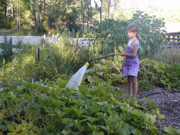 Halton Waldorf School - The vegetable garden is maintained by the grade three class as part of their farm and agriculture studies. 