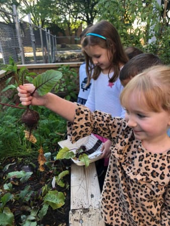 Kaban Montessori School - Our vegetable garden where children plant and harvest.  