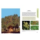 Nature Now: Trees of Kruger, product, thumbnail for image variation 3