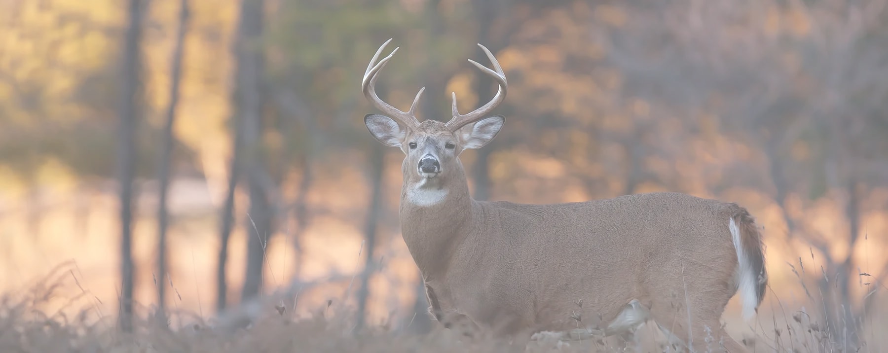 Welcome To Outdoor Bacon