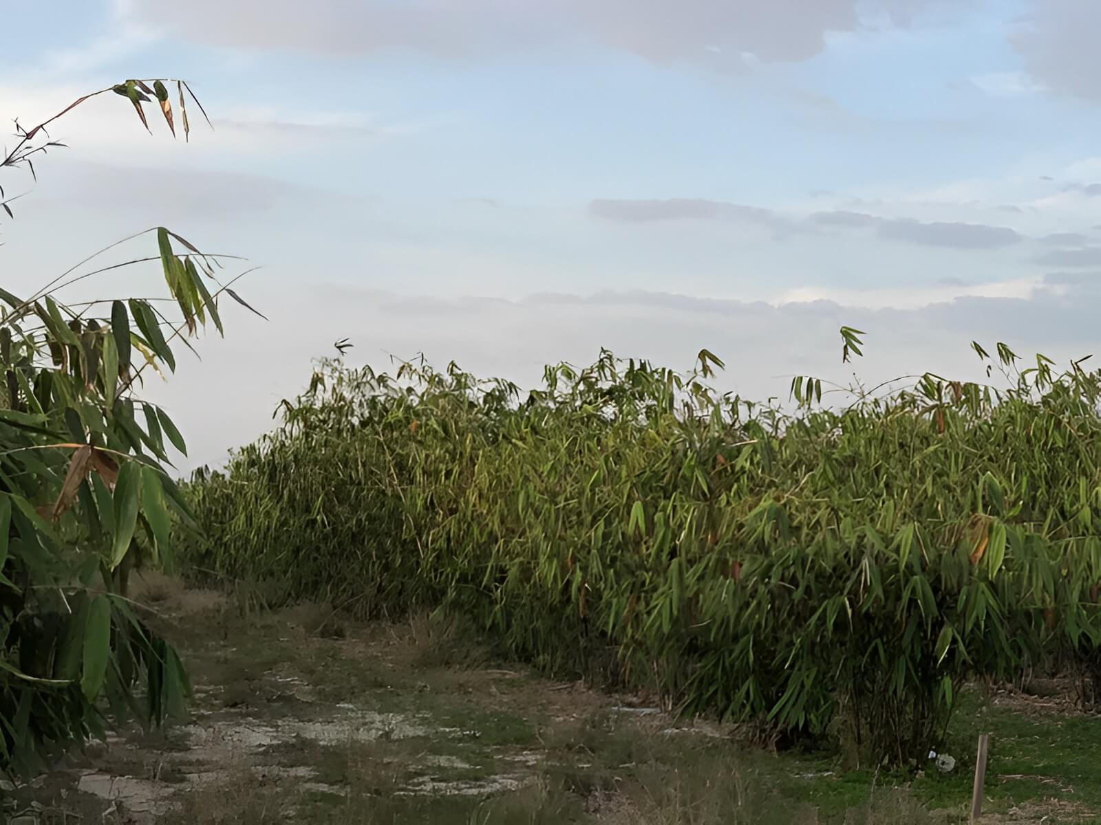 Joy Bamboo Forest Farm