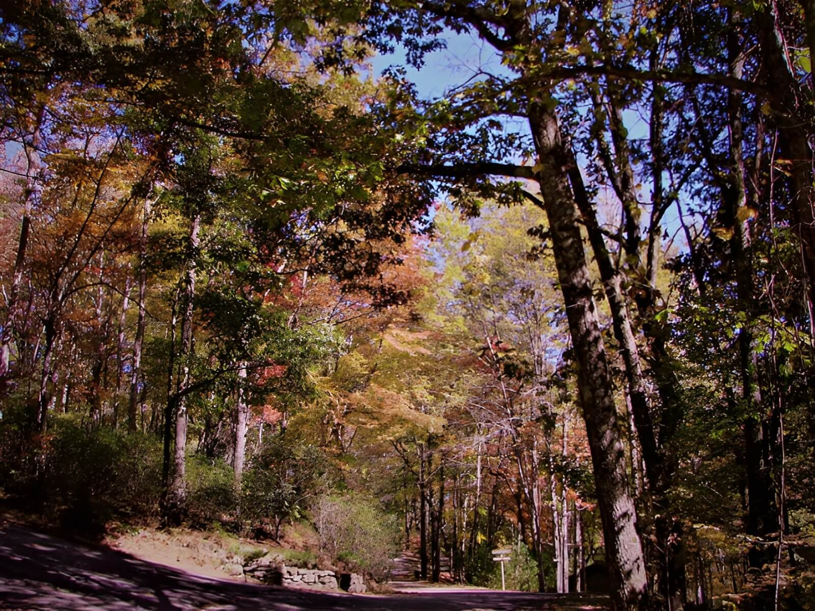 Ash Grove Mountain Cabins and Camping