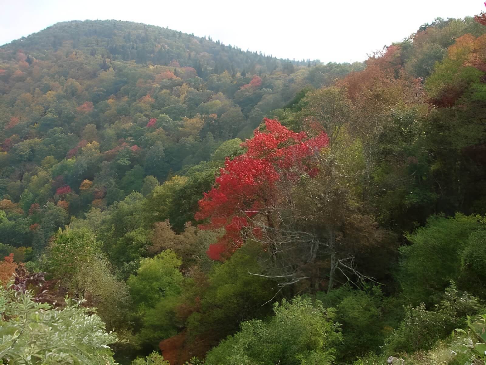 Ash Grove Mountain Cabins and Camping