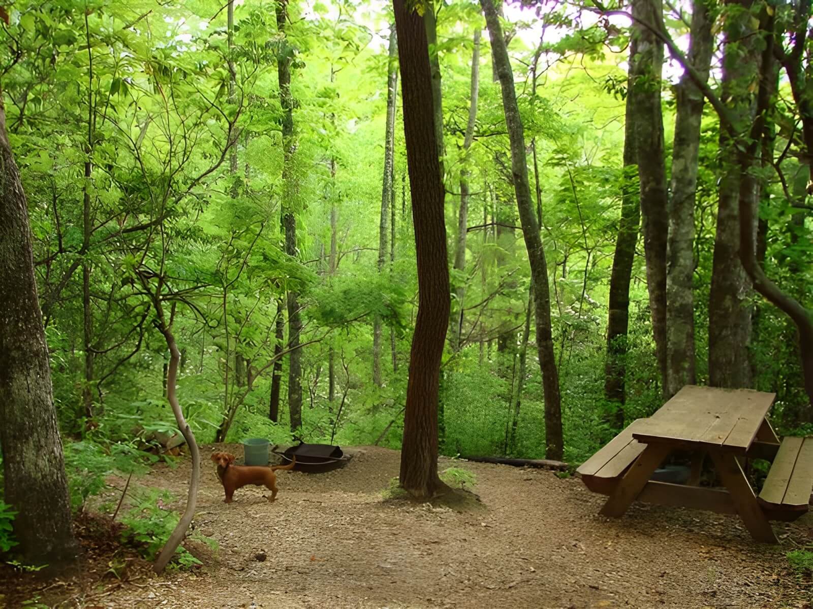 Ash Grove Mountain Cabins and Camping